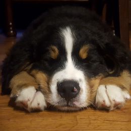 Bernese Mountain Dogs from Adirondack Berners (CLOSED)