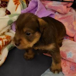 Dozer - Liver male Miniature Schnauzer puppy in Fredericksburg, Virginia from Liver Legends