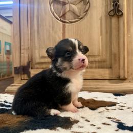 Girl 1 - Black and tan female Pembroke Welsh Corgi puppy in Johnson City, Texas from McCall Creek Corgis