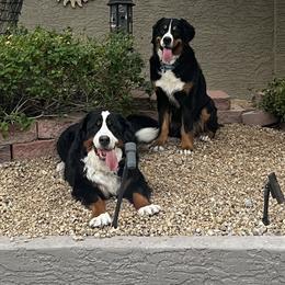 Bernese Mountain Dog All Grown Up from Copper Star Bernese Mountain Dogs