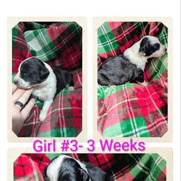 Australian Shepherd and Great Dane Puppies from AEW Farm