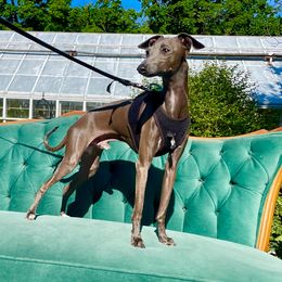 June - Italian Greyhound