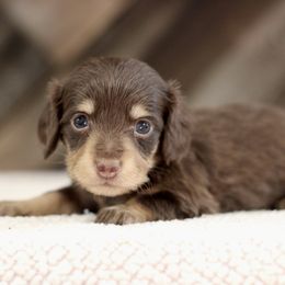 Zina - Chocolate and cream female Dachshund puppy in Alto, Texas from Prima Dachshunds