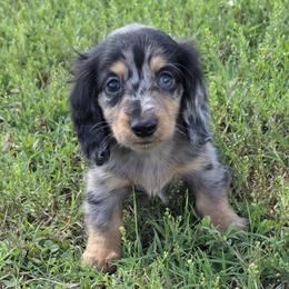 Champion lines Dapple girl 2 - Dapple female Dachshund puppy in Newalla, Oklahoma from Roughstock Border Collies and Dachshunds