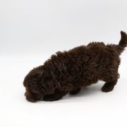 Bordoodle and Poodle Puppies from 5 Cent Canine Co.