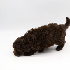 Bordoodle and Poodle Puppies from 5 Cent Canine Co.