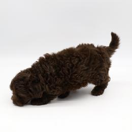 Bordoodle and Poodle Puppies from 5 Cent Canine Co.