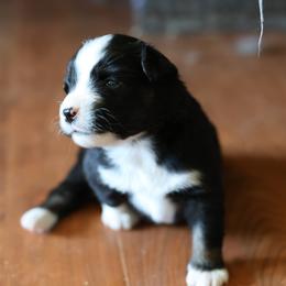 Anna - Black tri female Miniature Australian Shepherd puppy in Gretna, Virginia from Adams Acres Cattle Dogs