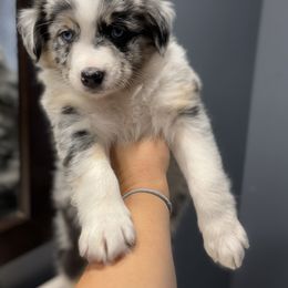 Miniature Australian Shepherd Puppies from Peace Creek Aussies