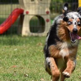 Australian Shepherd Puppies from Saddle Creek Australian Shepherds
