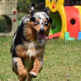 Australian Shepherd Puppies from Saddle Creek Australian Shepherds