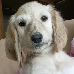 Afghan Hounds from Shining Mountain Afghan Hounds
