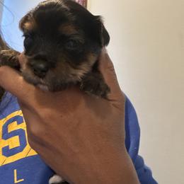 Toby - Black and tan male Yorkshire Terrier puppy in Georgia from Diddly Dog Company