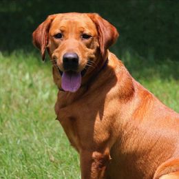 Calli - Labrador Retriever