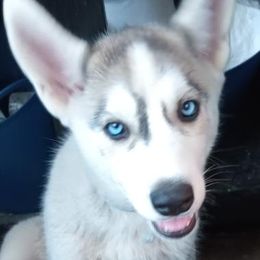 Siberian Huskies from Sandhill Crossing Homestead
