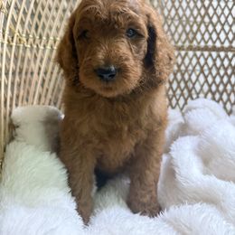 Fox - Red  male Goldendoodle puppy in Mississippi from Ewing Acres