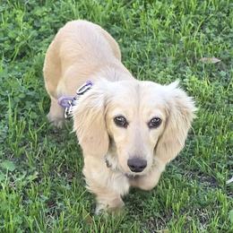 Bella - Dachshund