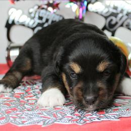 Coal BTM5 - Black tri male Miniature Australian Shepherd puppy in Elgin, Oregon from LongMile Aussies