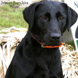 Labrador Retrievers from Barnegat Bay Pointing Labrador Retrievers