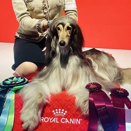 Afghan Hounds from Royal Legacy