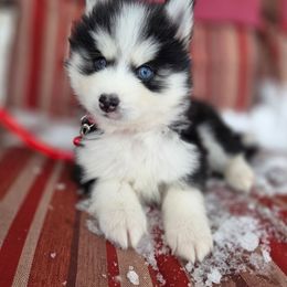 Cumberland - Black and white male Pomsky puppy in Mc Callsburg, Iowa from SZ Rolling Acres LLC
