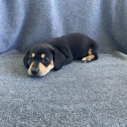 Girl 344880 - Black and tan female Dachshund puppy in Spring Hope, North Carolina from Hogan’s Lowrider Hounds