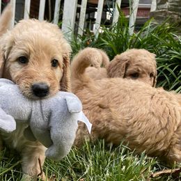 Goldendoodles from Sagers Doodles