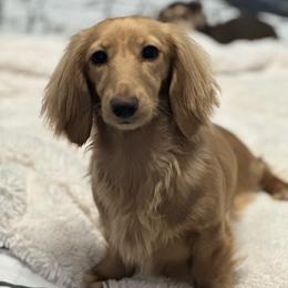 Monroe - Dachshund