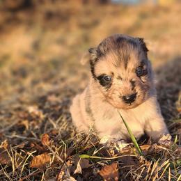 Star - Blue merle female Australian Shepherd puppy in Spartanburg, South Carolina from Squirrelytail Farms