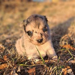 Star - Blue merle female Australian Shepherd puppy in Spartanburg, South Carolina from Squirrelytail Farms