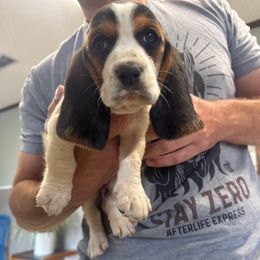 Marley - Black brown and white female Basset Hound puppy in Brandon, Mississippi from Milton’s Bassets