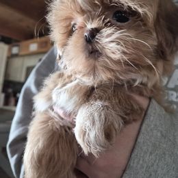 Cinnamon - Gold and white female Shih Tzu puppy in Green Valley Lake, California from All American Shih Tzu Puppies