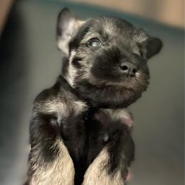 Tiptoe - Salt and pepper female Miniature Schnauzer puppy in Interlachen, Florida from Pam's Schnauzers