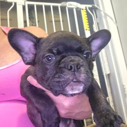 Maverick - male Boston Terrier puppy in Fort Myers, Florida from Legends Frenchton's, French Bulldogs ,Boston Terriers, Reindeer chihuahuas & French Bullhuahua's