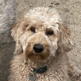 Mariposa - Labradoodle