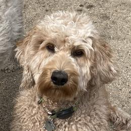 Mariposa - Labradoodle