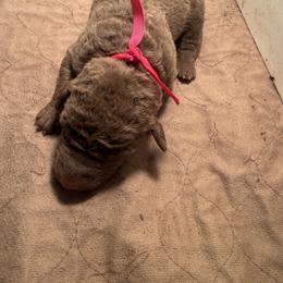 Dark pink female - Brown female Chesapeake Bay Retriever puppy in Houston, Texas from Monarch Chesapeakes