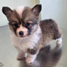 Fluffy female - Sable female Pembroke Welsh Corgi puppy in Unicoi, Tennessee from East Tennessee Clark Corgis