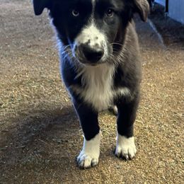 Boy # 2 - Black & white Australian Shepherd puppy in Oregon from Royal Australian Shepherds