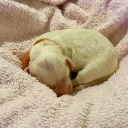 Orange - Cream female Dachshund puppy in Jacksonville, Florida from Little Lords & Ladies Dachshunds