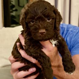 Boy 4 - male Lagotto Romagnolo puppy in North Augusta, South Carolina from Carolina Lagotto