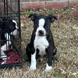 Boy 3 - Black and white male Boston Terrier puppy in Mc Donough, Georgia from Ballard Boston Terriers