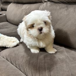 Shih Tzu Puppies from Mindy’s Furball Tribe