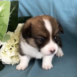 Male 1 - Sable male Pembroke Welsh Corgi puppy in Moundville, Alabama from Cartee Corgis - Debi Cartee Mills
