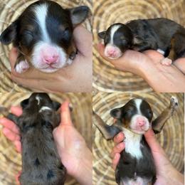 Gavin - Tri-color male Bernedoodle puppy in Yuciapa, California from AlltheDoodlez_