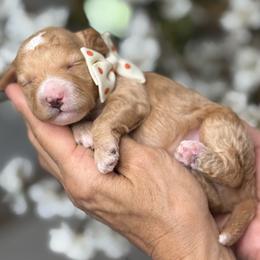 Zion - Apricot female Goldendoodle puppy in Yuciapa, California from AlltheDoodlez_