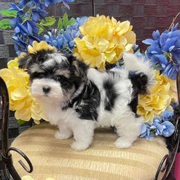 Morkie and Yorkshire Terrier Puppies from Jewels Yorkshire’s