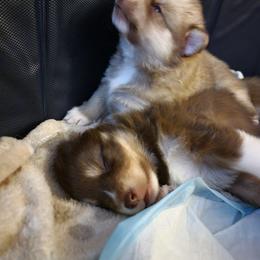 Pomsky Puppies from White Horse Pomsky's