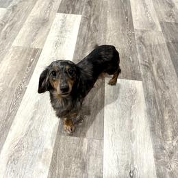 Violet - Dachshund