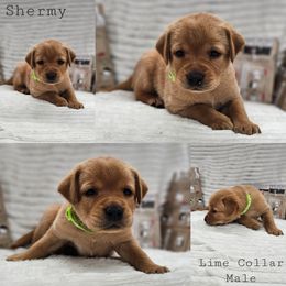 Shermy - Yellow male Labrador Retriever puppy in Boyd, Minnesota from Lindley Labradors